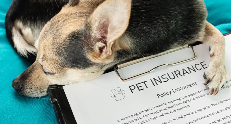 pet insurance